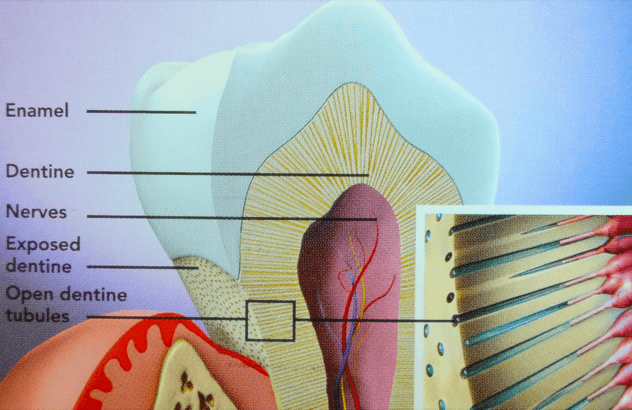 Tooth